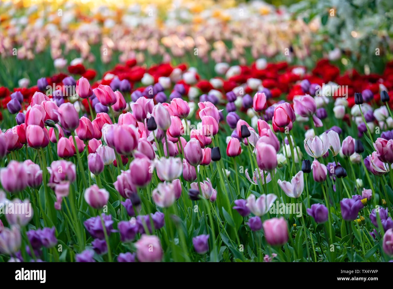 Fondo de pantalla de tulipanes fotografías e imágenes de alta resolución -  Alamy
