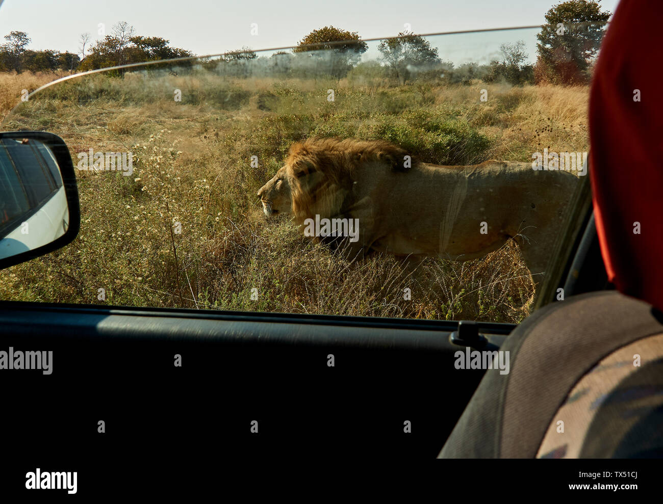 África, Botswana, Ihaha, el Parque Nacional Chobe, león macho caminando cerca del coche Foto de stock