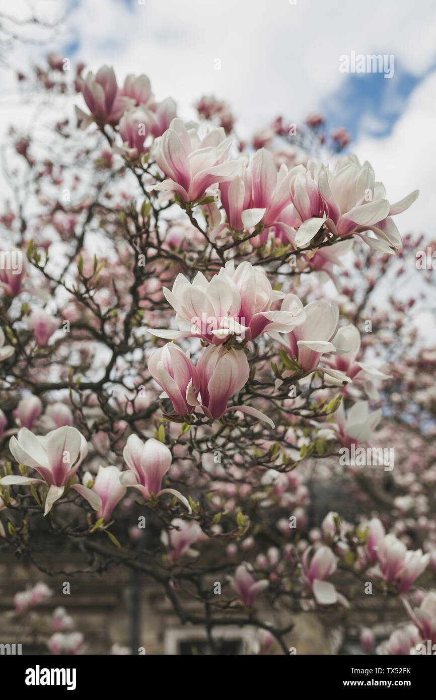 Floreciente árbol de magnolia. Foto de stock