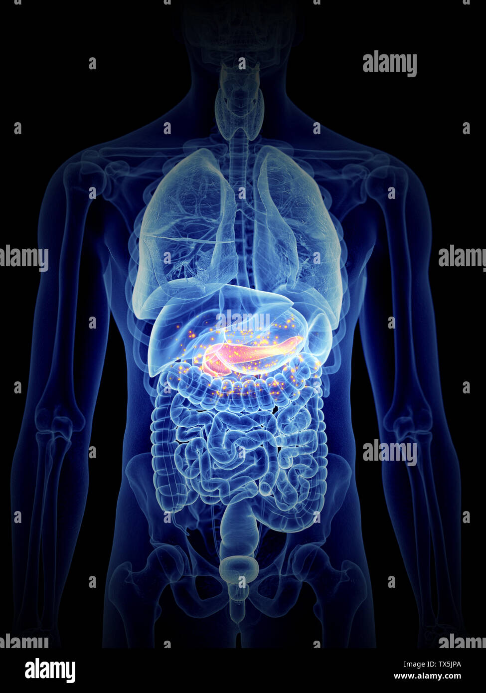 3D prestados, ilustración médica precisa del páncreas de producir hormonas Foto de stock