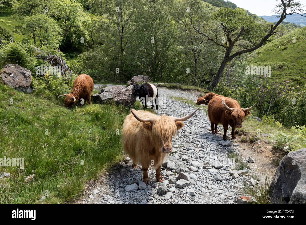 Highland ganado, UK Foto de stock