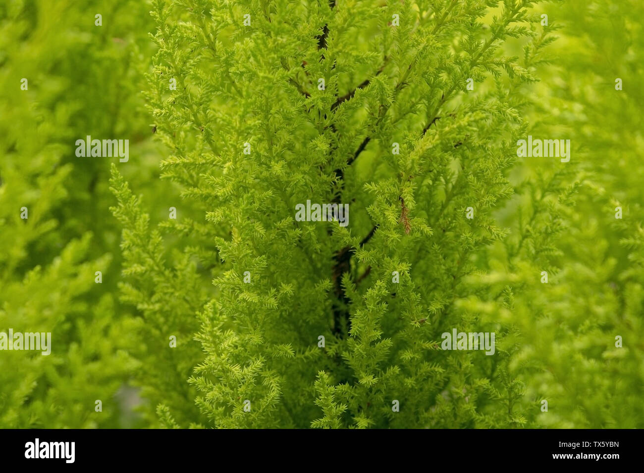 Cítricos coníferas ciprés planta en macetas de color verde primavera Foto de stock