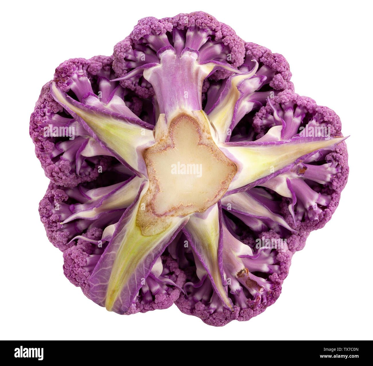Ruta coliflor color aislado en blanco Foto de stock