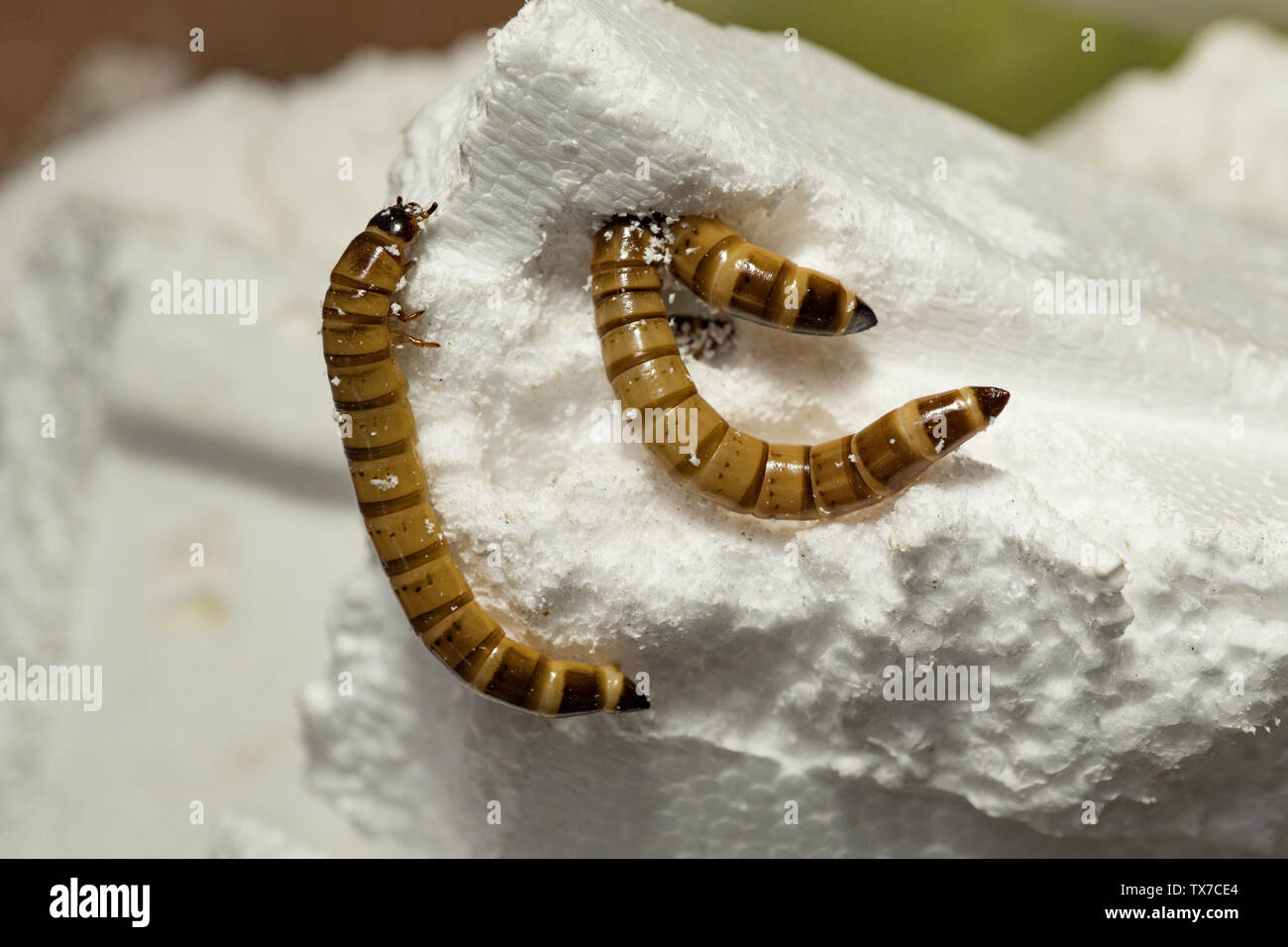 Darkling larva del escarabajo. Zophobas morio, alimentándose de  poliestireno. UK Fotografía de stock - Alamy