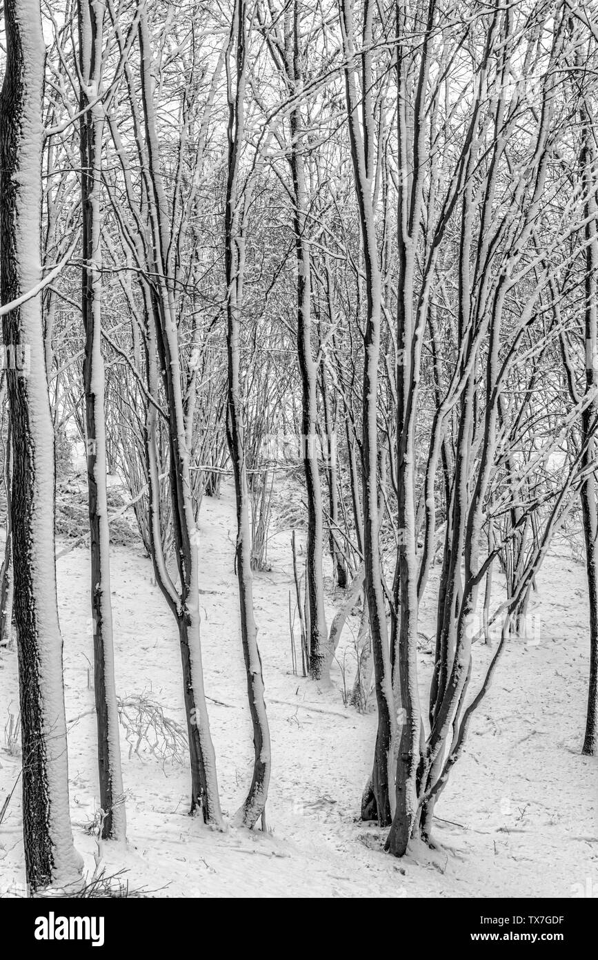 Hermoso paisaje de invierno en el bosque nevado, un viaje al sur de Polonia en enero. Foto de stock