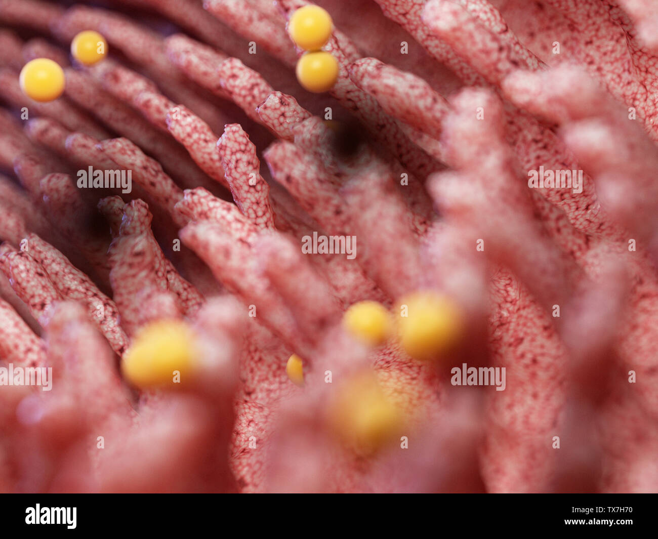 3D prestados ilustración médica exacta de gluten dañando villis intestinal Foto de stock