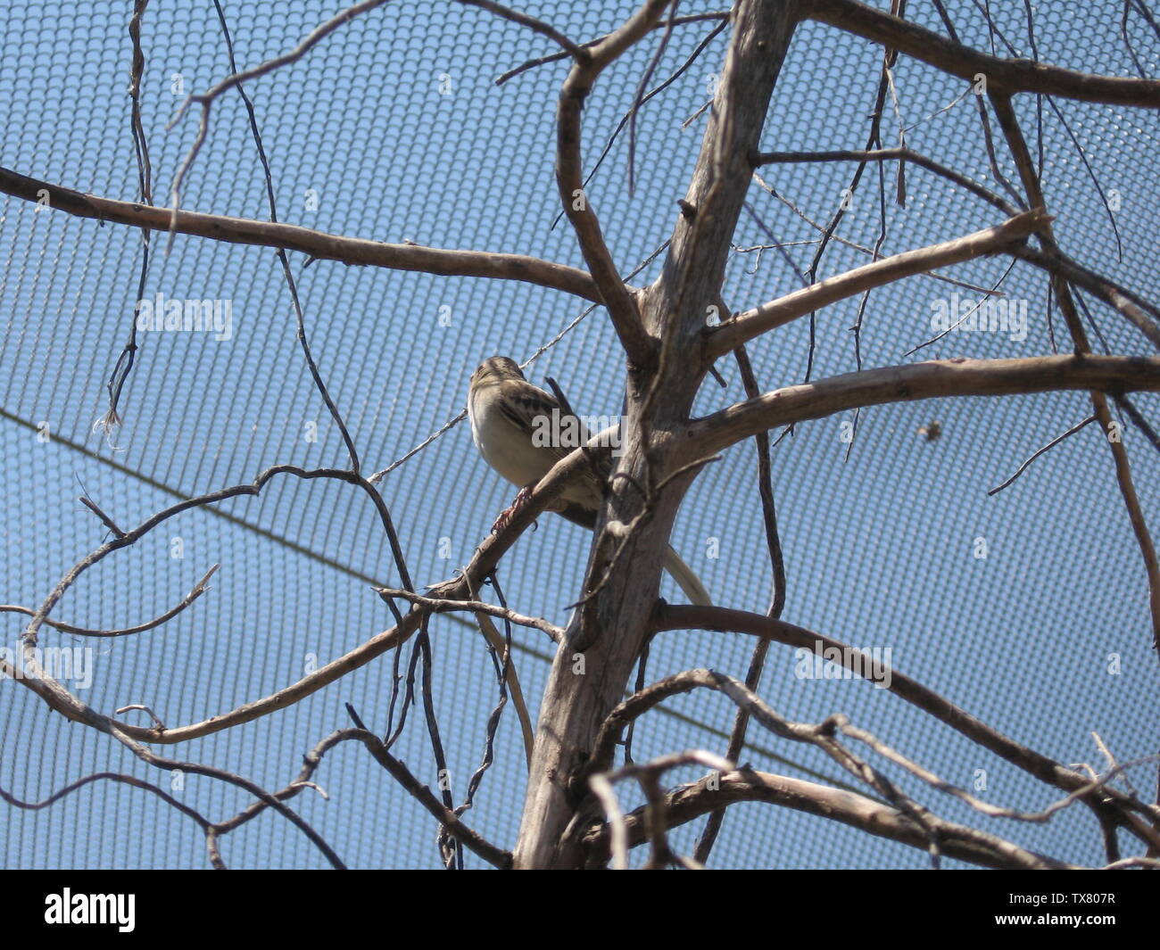 Un Lark Sparrow en el zoológico de OKC.; 21 de mayo de 2007 (fecha de carga original); Transferido de en.pedia a Commons por Innotata usando CommonsHelper.; Mitternacht90 en Inglés pedia; Foto de stock