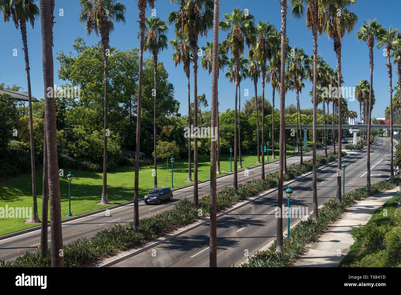 Típica carretera bordeada de palmeras, Anaheim, Los Ángeles, California, Estados Unidos. Foto de stock