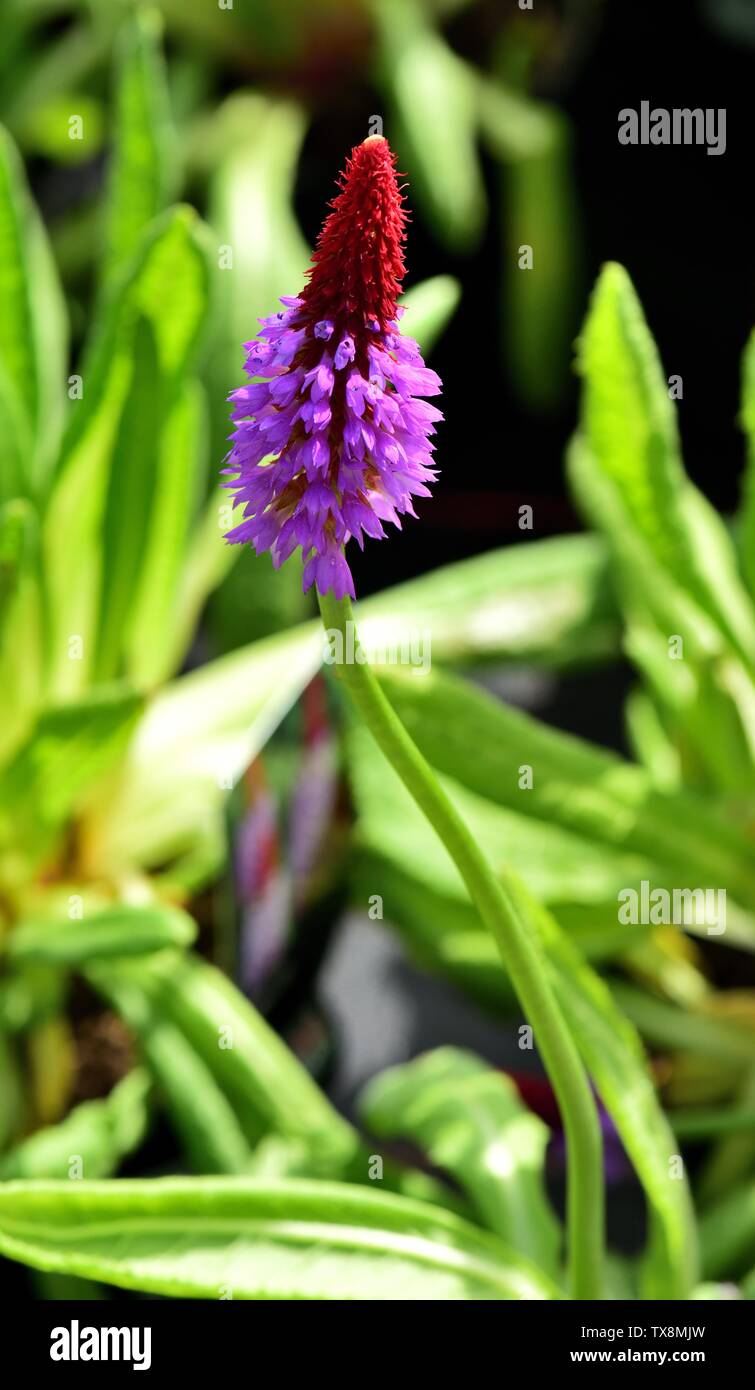 Una sola flor del frasco de Primrose. Foto de stock