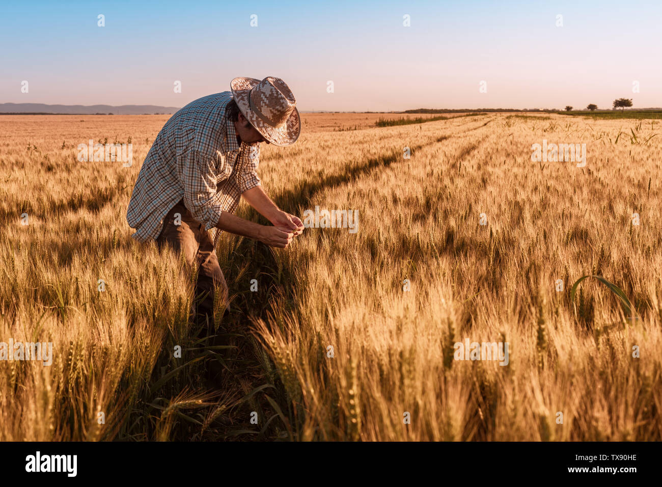 Agrónomo agricultor está inspeccionando la maduración espigas de trigo en el campo en verano cálido atardecer. Trabajador de granja analizando el desarrollo de cultivos de cereales. Foto de stock