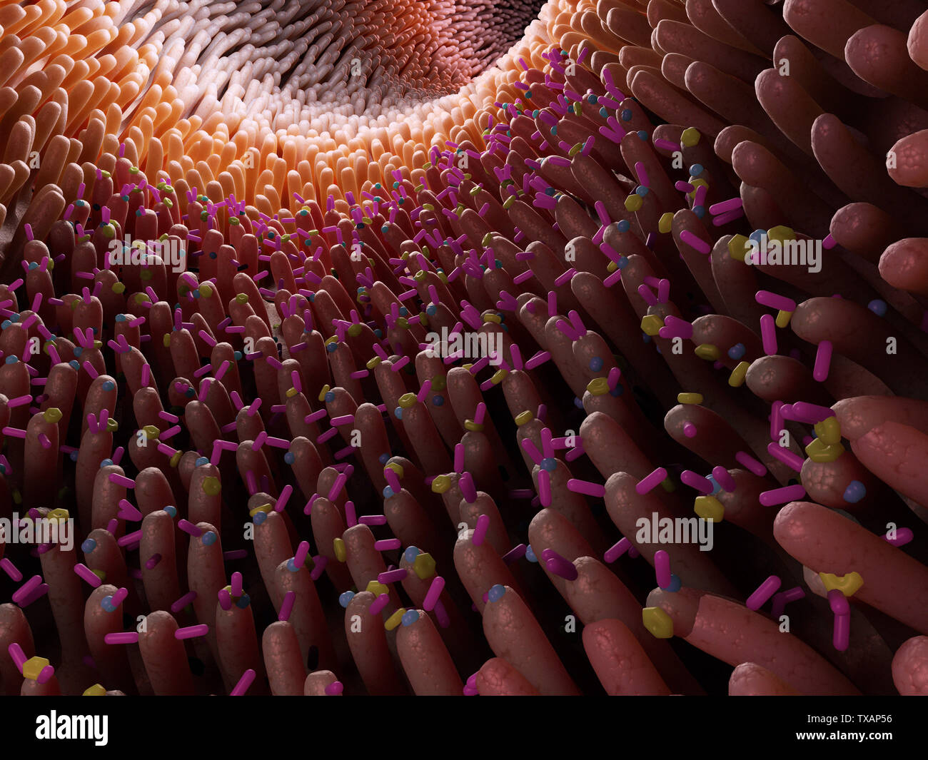 3D prestados ilustración médica precisa del intestino micro bioma Foto de stock