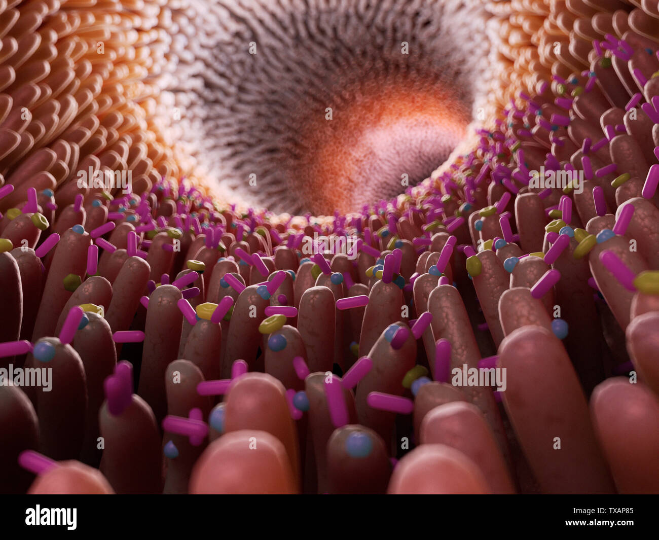 3D prestados ilustración médica exacta de bacterias dentro del intestino Foto de stock