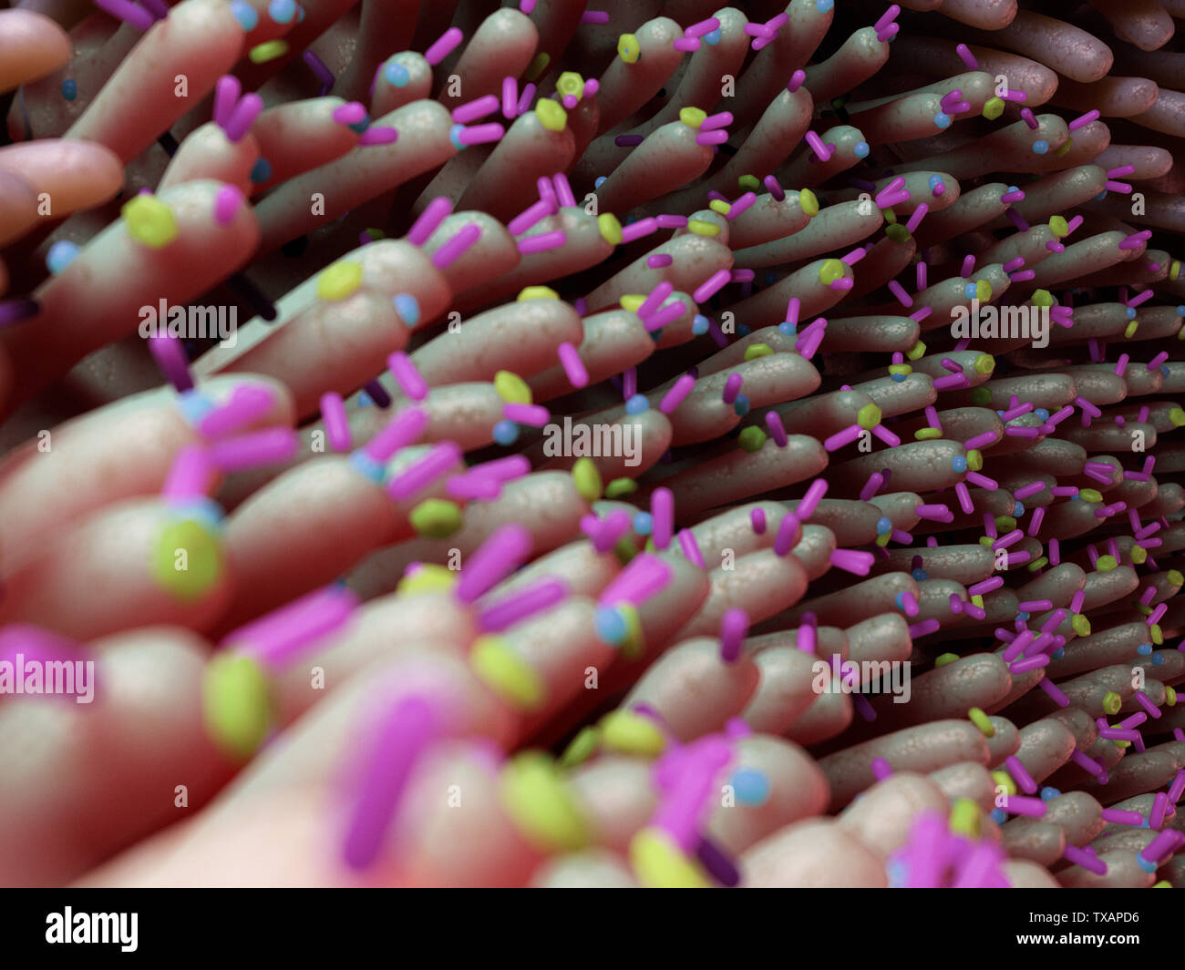 3D prestados ilustración médica exacta de bacterias dentro del intestino Foto de stock