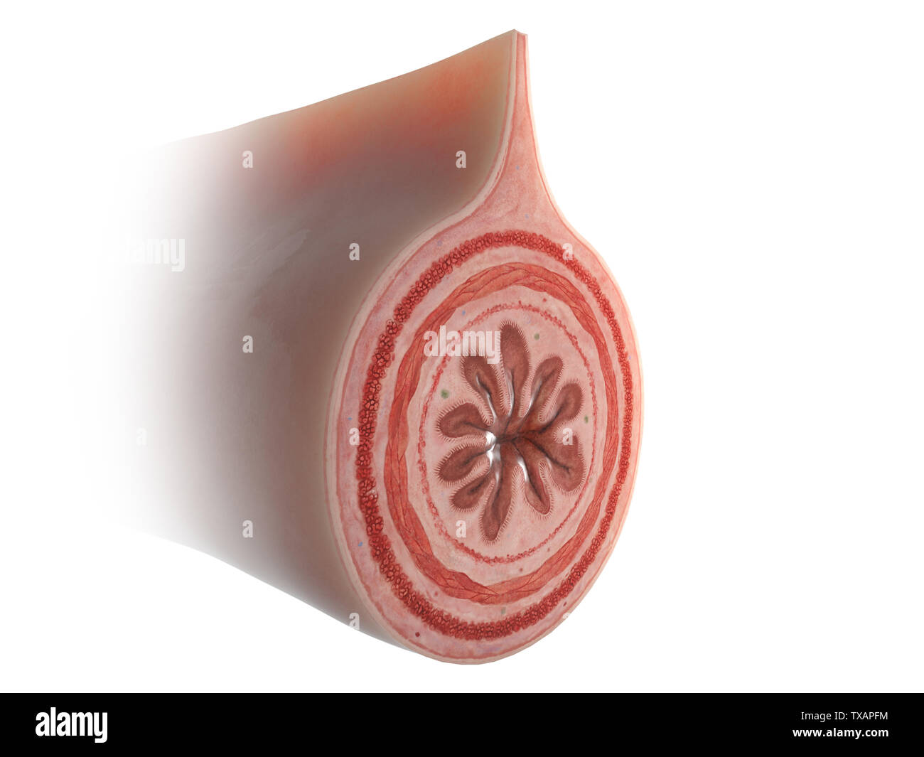 3D prestados ilustración médica exacta de una sección transversal intetine Foto de stock