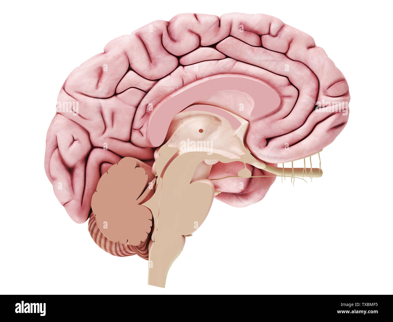 Corte transversal del cerebro fotografías e imágenes de alta resolución
