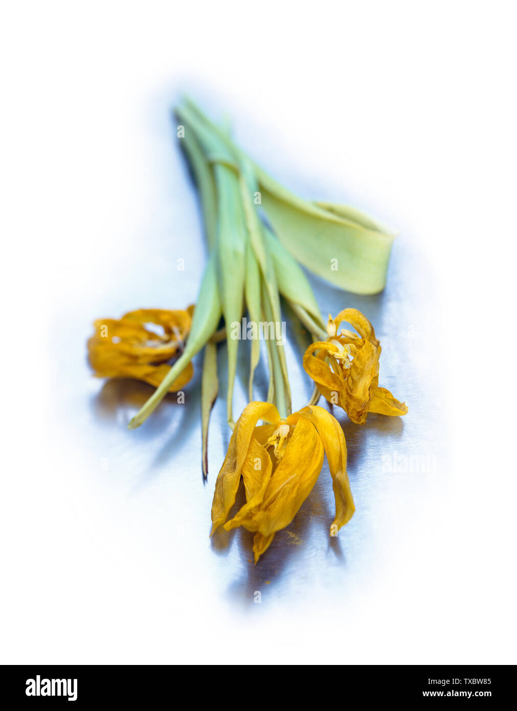 Tres tulipanes amarillo marchita en frío de acero azulado blanco textura encima de la mesa. Concepto de belleza de edad Foto de stock