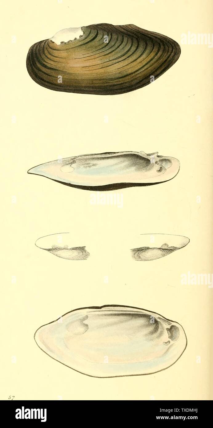 Placa 57. Unio nasutus. Río Rosado-Mussel. El nombre aceptado moderno (2012) es Ligumia nasuta[1].; enero de 1820; Ilustraciones Zoológicas, volumen I.; William Swainson, F.R.S., F.L.S.; Foto de stock