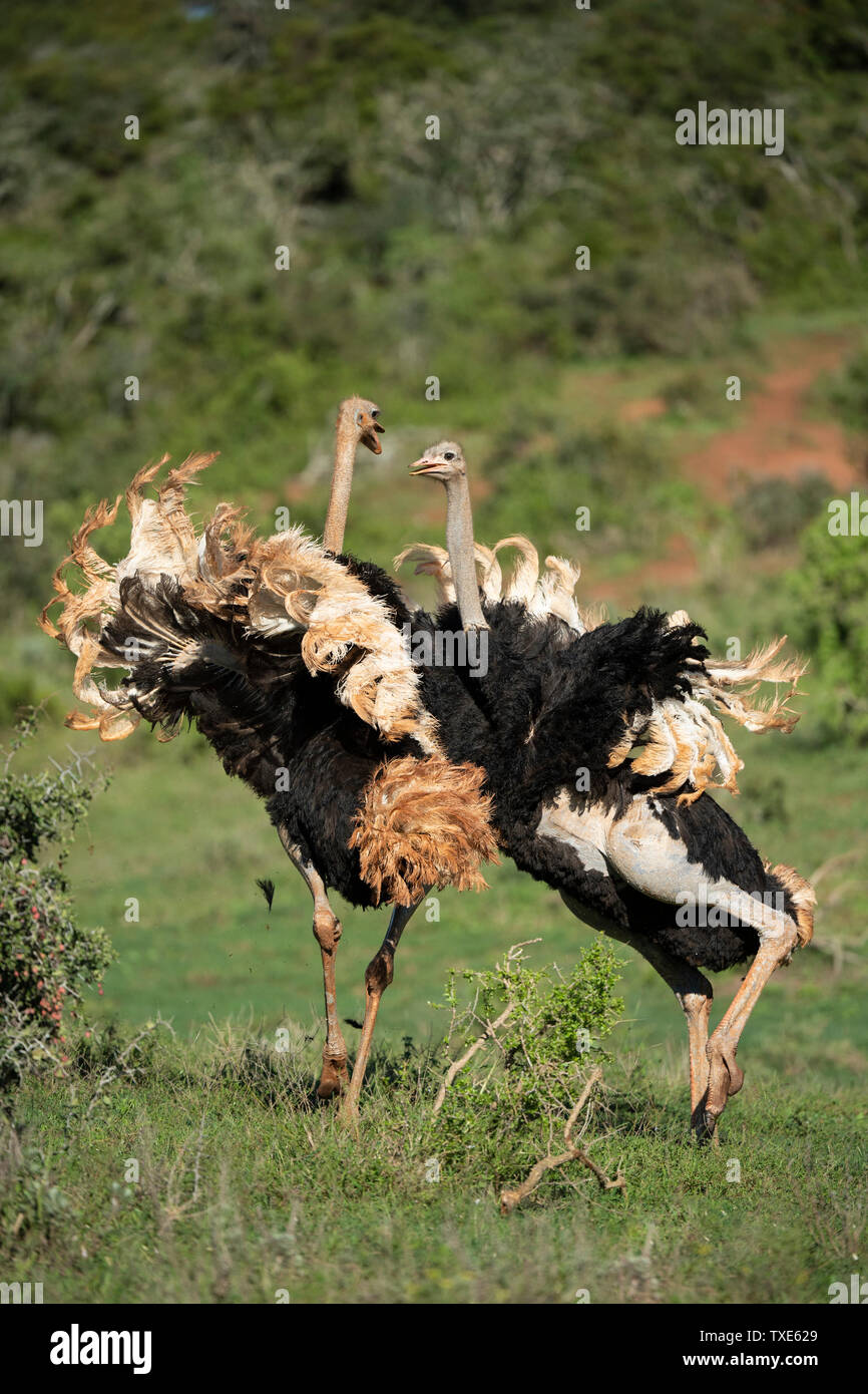 Pelea de avestruces fotografías e imágenes de alta resolución - Alamy