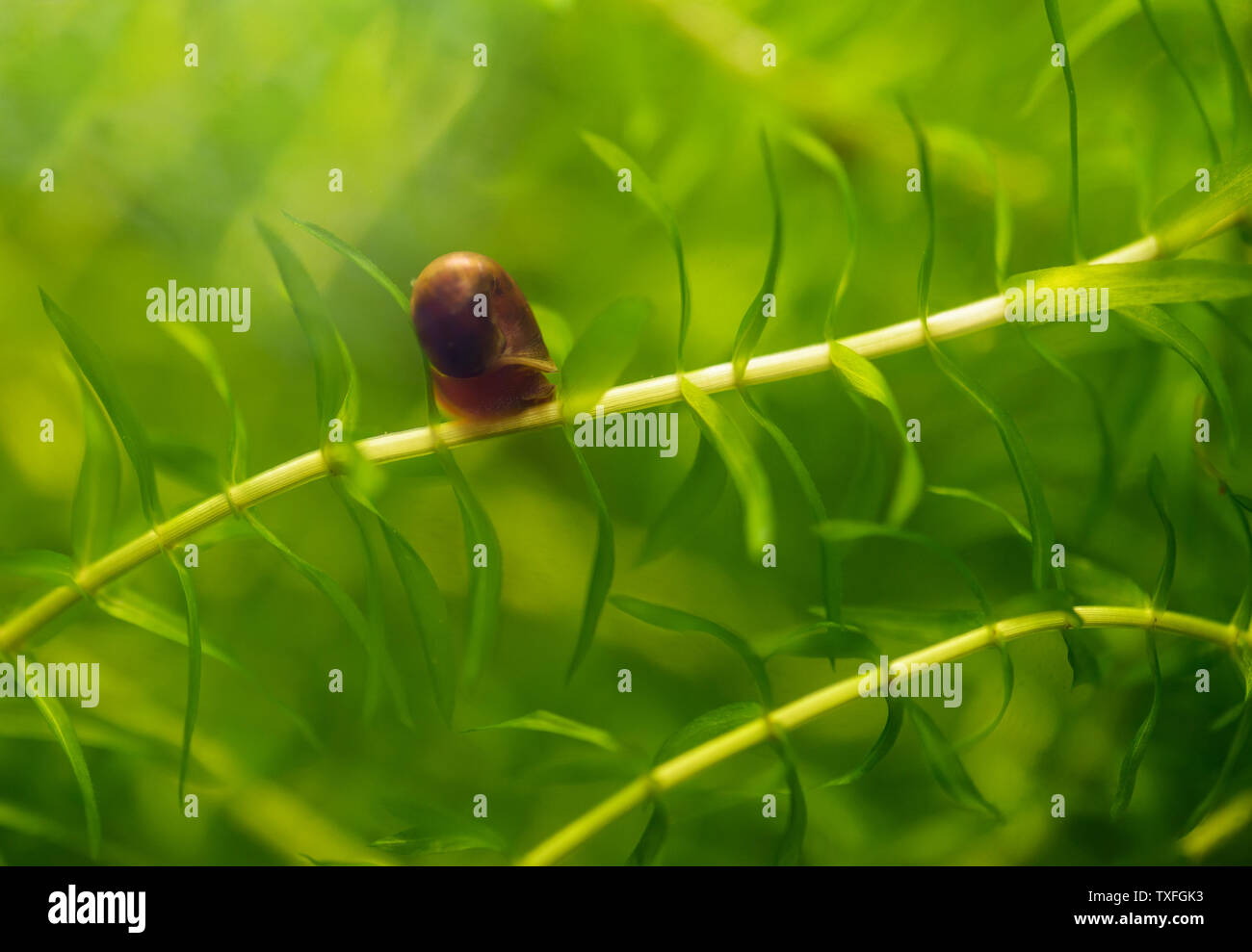 Pez Caracol Fotos E Imagenes De Stock Alamy