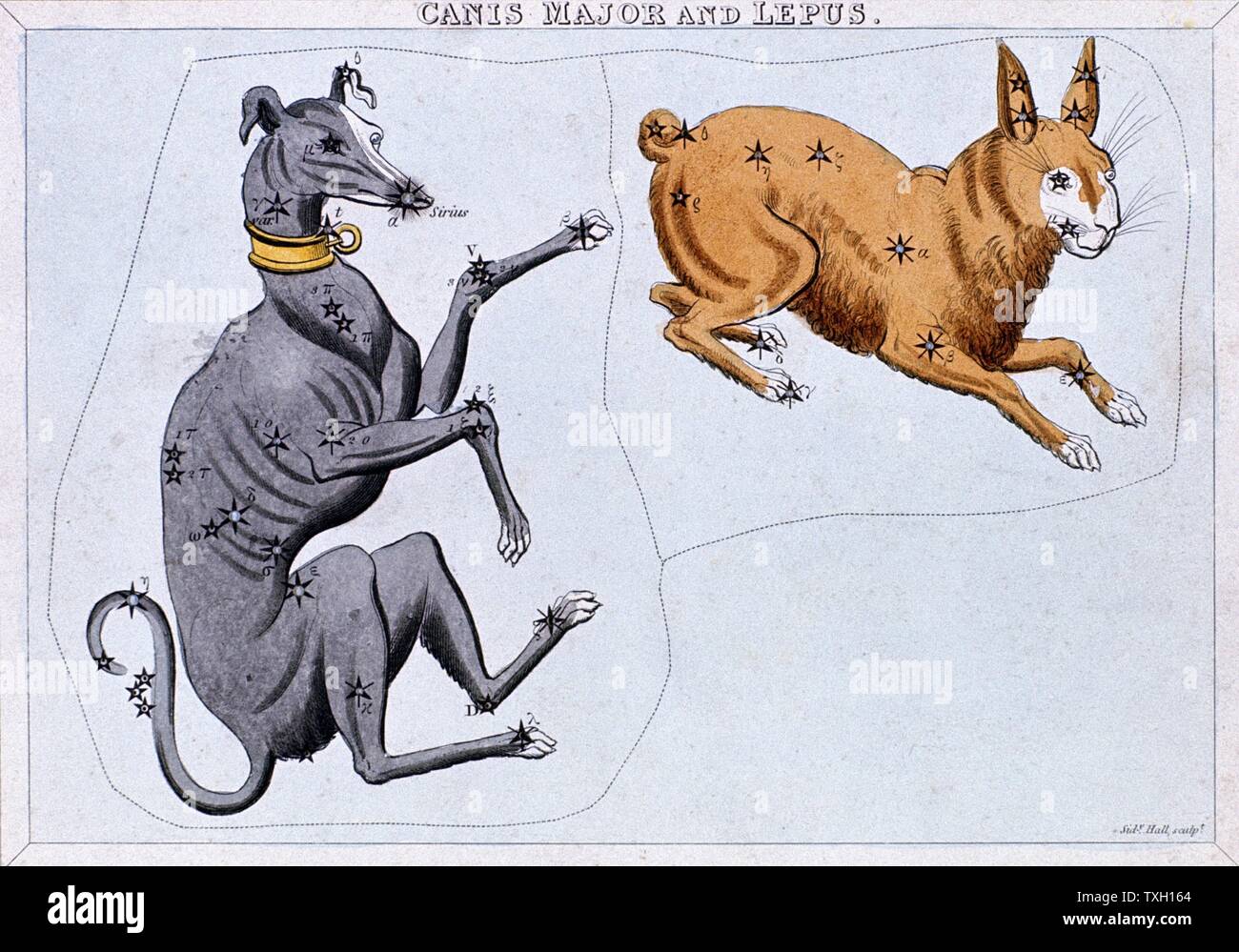 Las constelaciones de Canis Major y el lupus. Desde el "espejo de Urania Londres c1820. Grabado pintado a mano Foto de stock