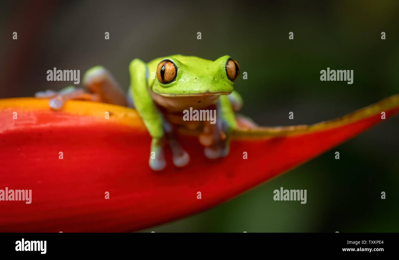 Red Eyed Tree Frog en Costa Rica Foto de stock