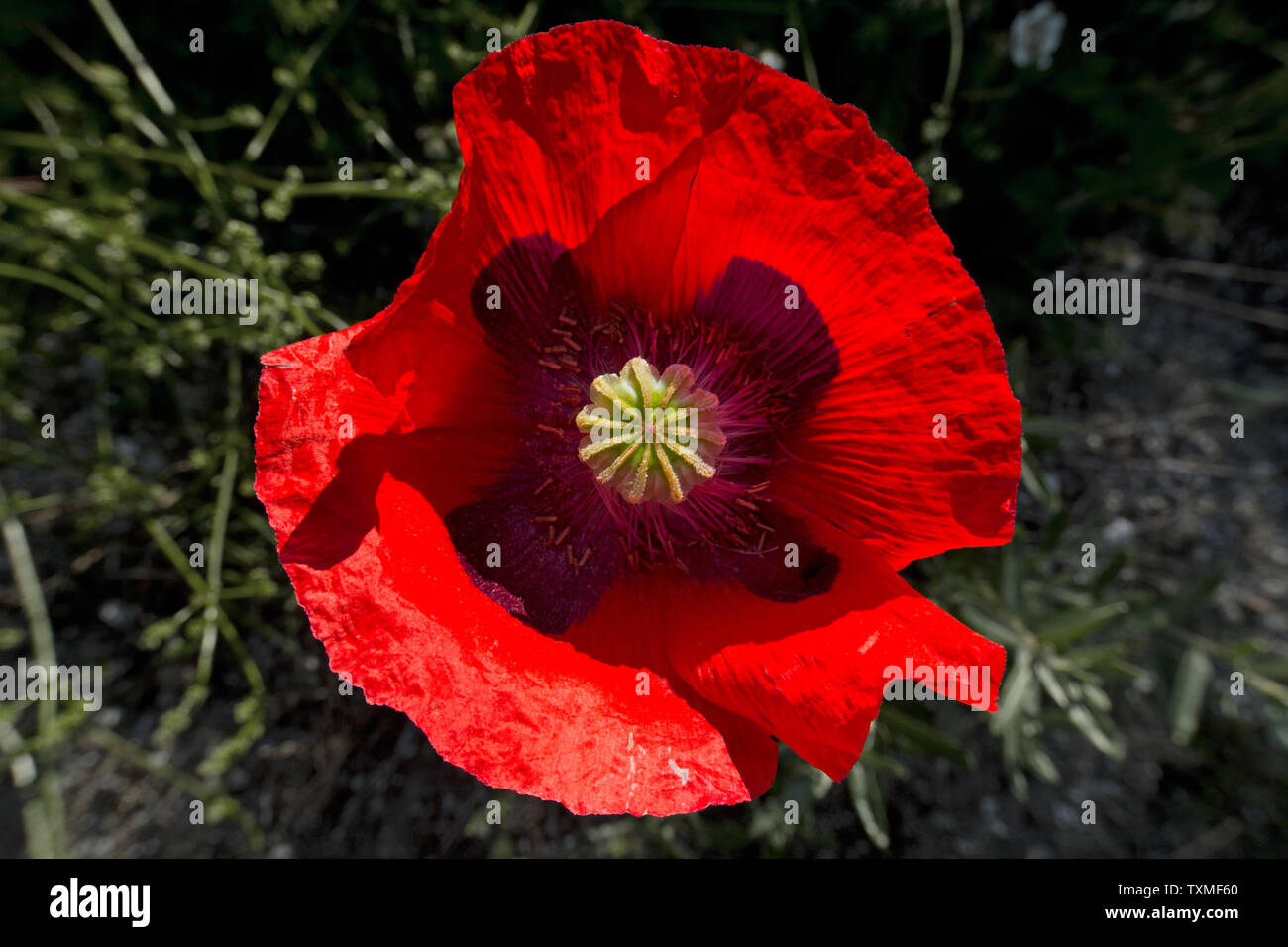 Vista superior de la flor roja de la amapola Foto de stock