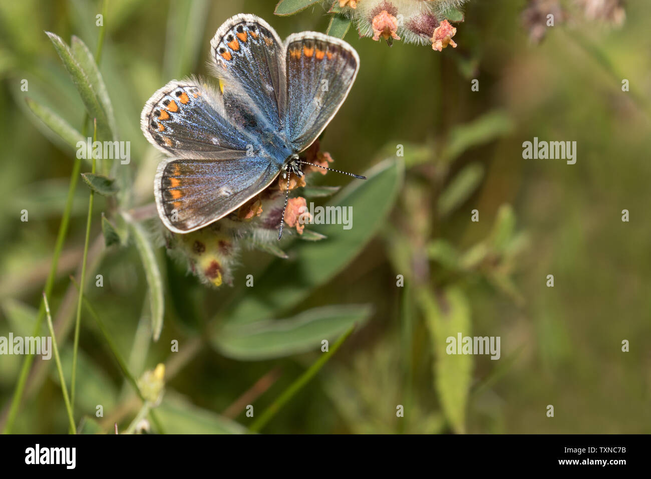 Mariposa Azul común (hembra) Foto de stock