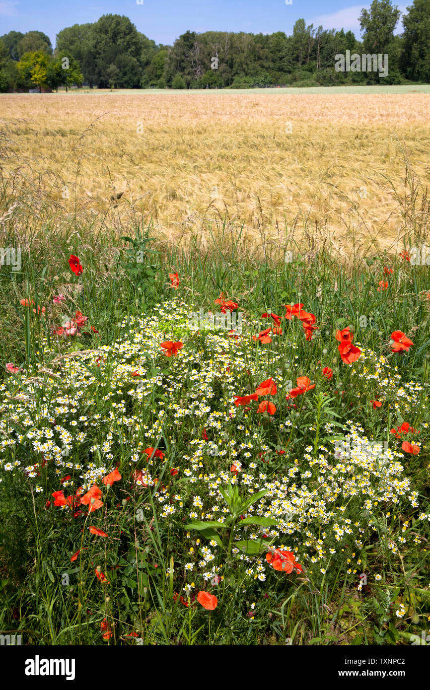 Amapola (Papaver) y manzanilla (Matricaria) sobre un campo de margen en el distrito Poll, en Colonia, Alemania. Mohnblumen (Papaver) und Kamillen (Matricaria) Foto de stock