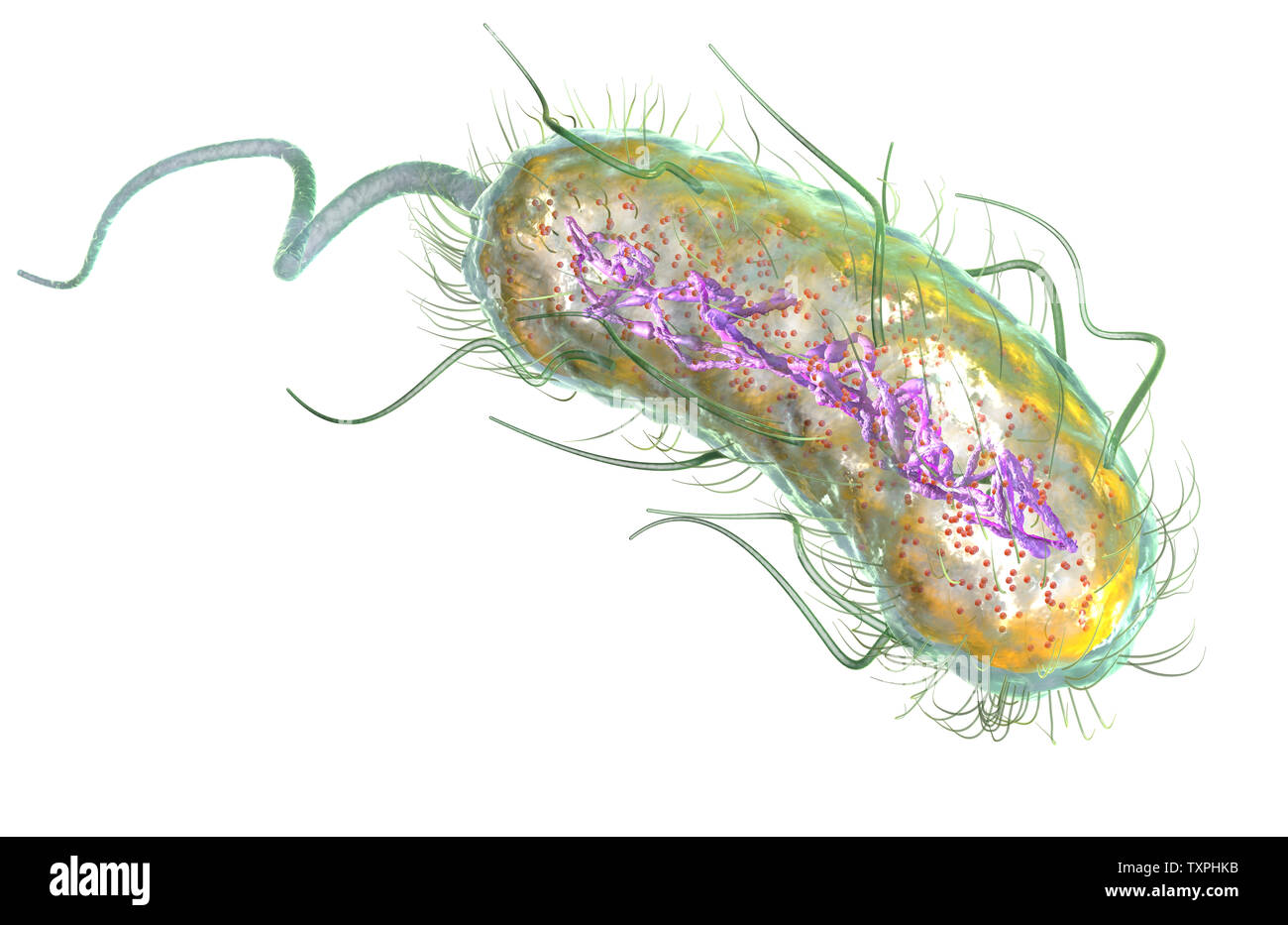 Ilustración que muestra la bacteria Escherichia coli (E. coli) con al nucleótido (ADN), ribosomas, citoplasma, flagelo y fimbrias Foto de stock