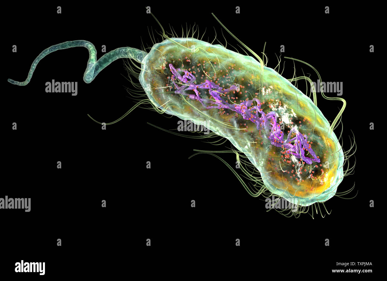 Ilustración que muestra la bacteria Escherichia coli (E. coli) con al nucleótido (ADN), ribosomas, citoplasma, flagelo y fimbrias Foto de stock