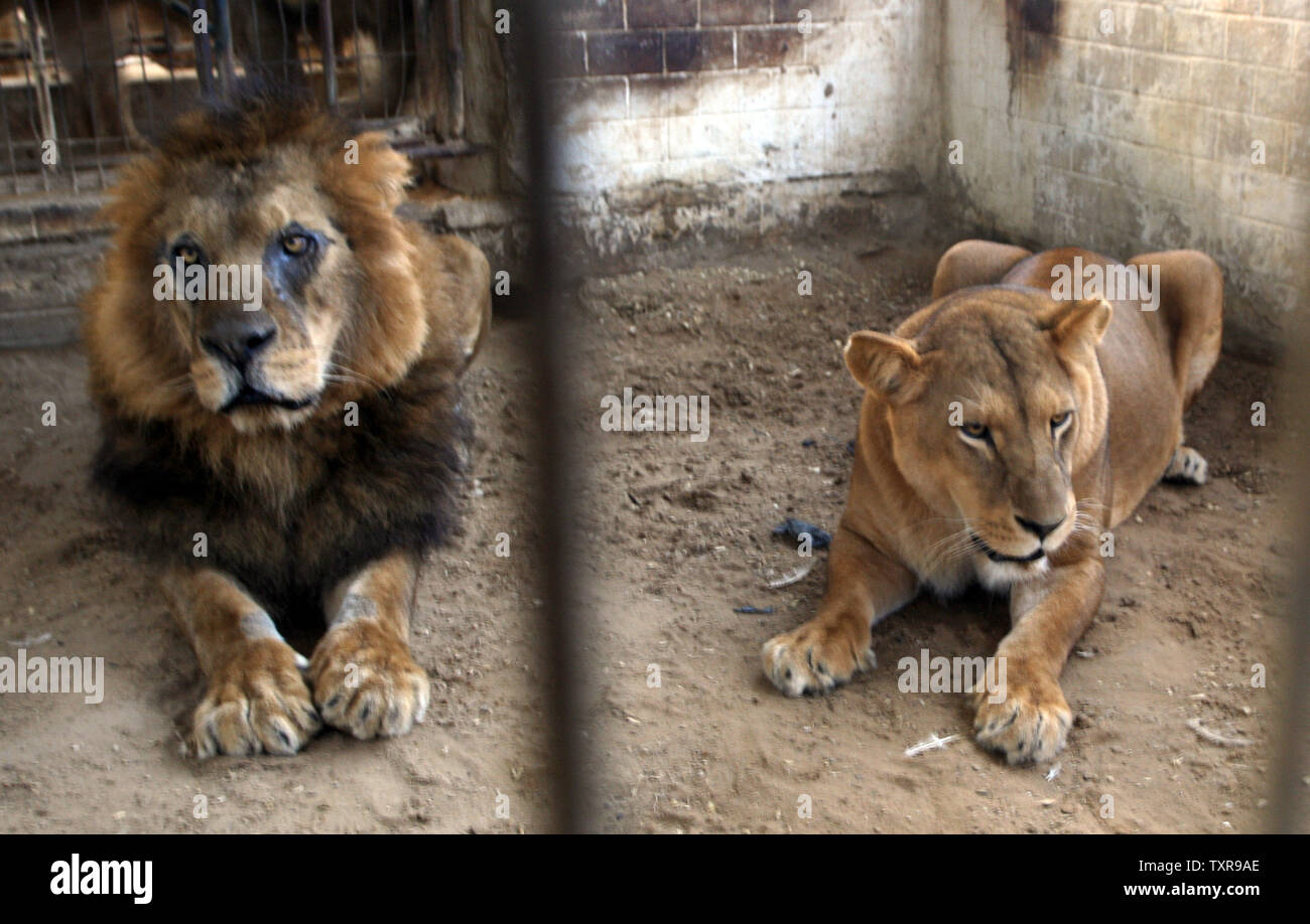 León Africano se asienta en una jaula de zoológico que sus hijos la venta  en la ciudad de Rafah, en el sur de la Franja de Gaza, el 19 de marzo de