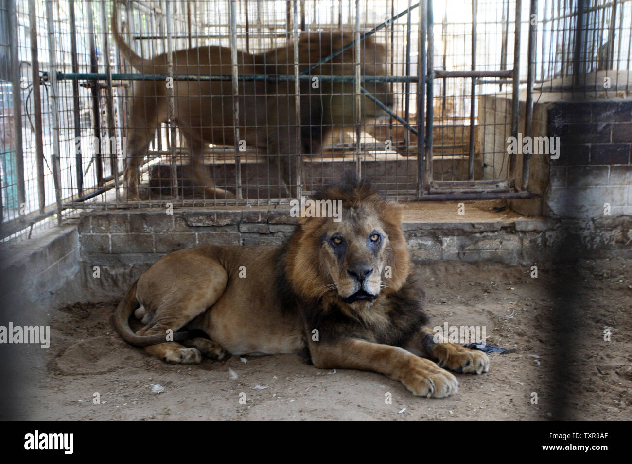 León Africano se asienta en una jaula de zoológico que sus hijos la venta  en la ciudad de Rafah, en el sur de la Franja de Gaza, el 19 de marzo de