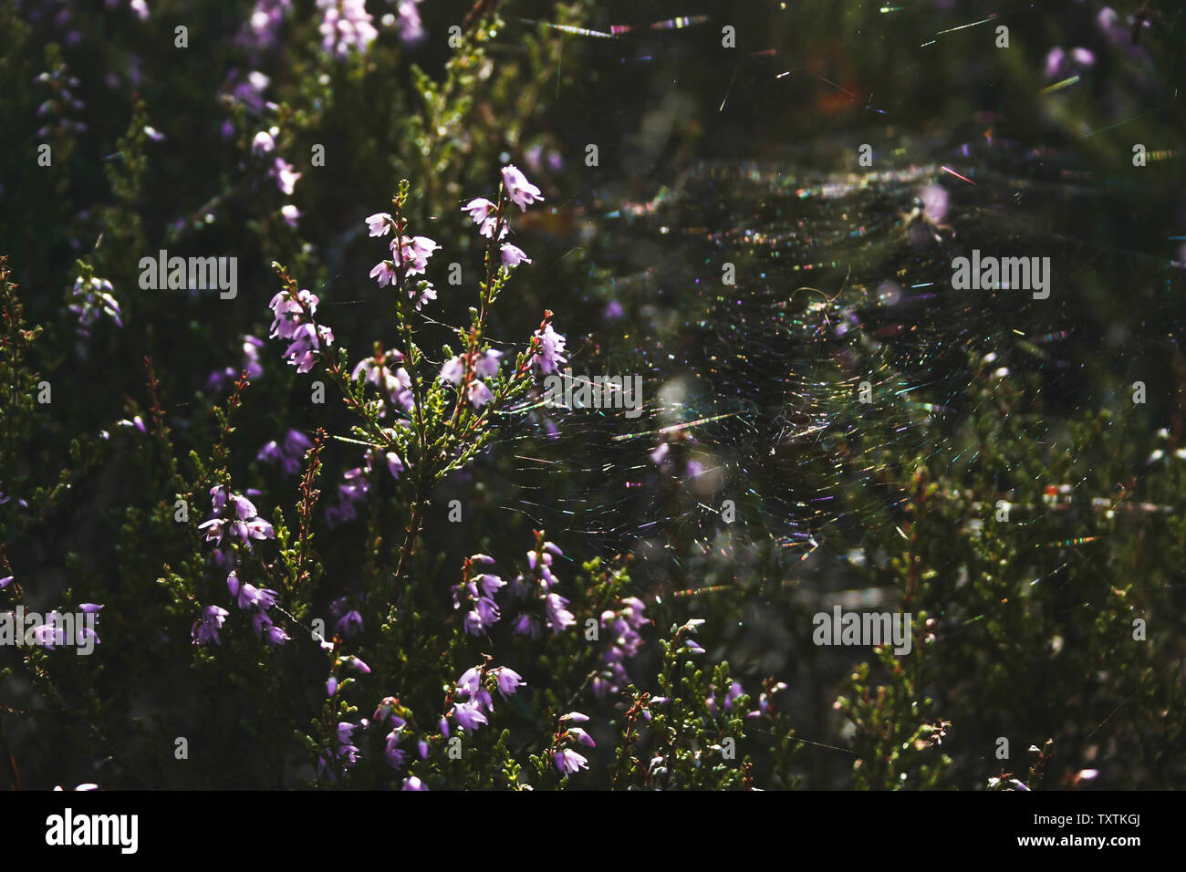 Una tela de araña en un purple heather bush iluminado por los rayos del sol. Cenas bog en Letonia. Foto de stock