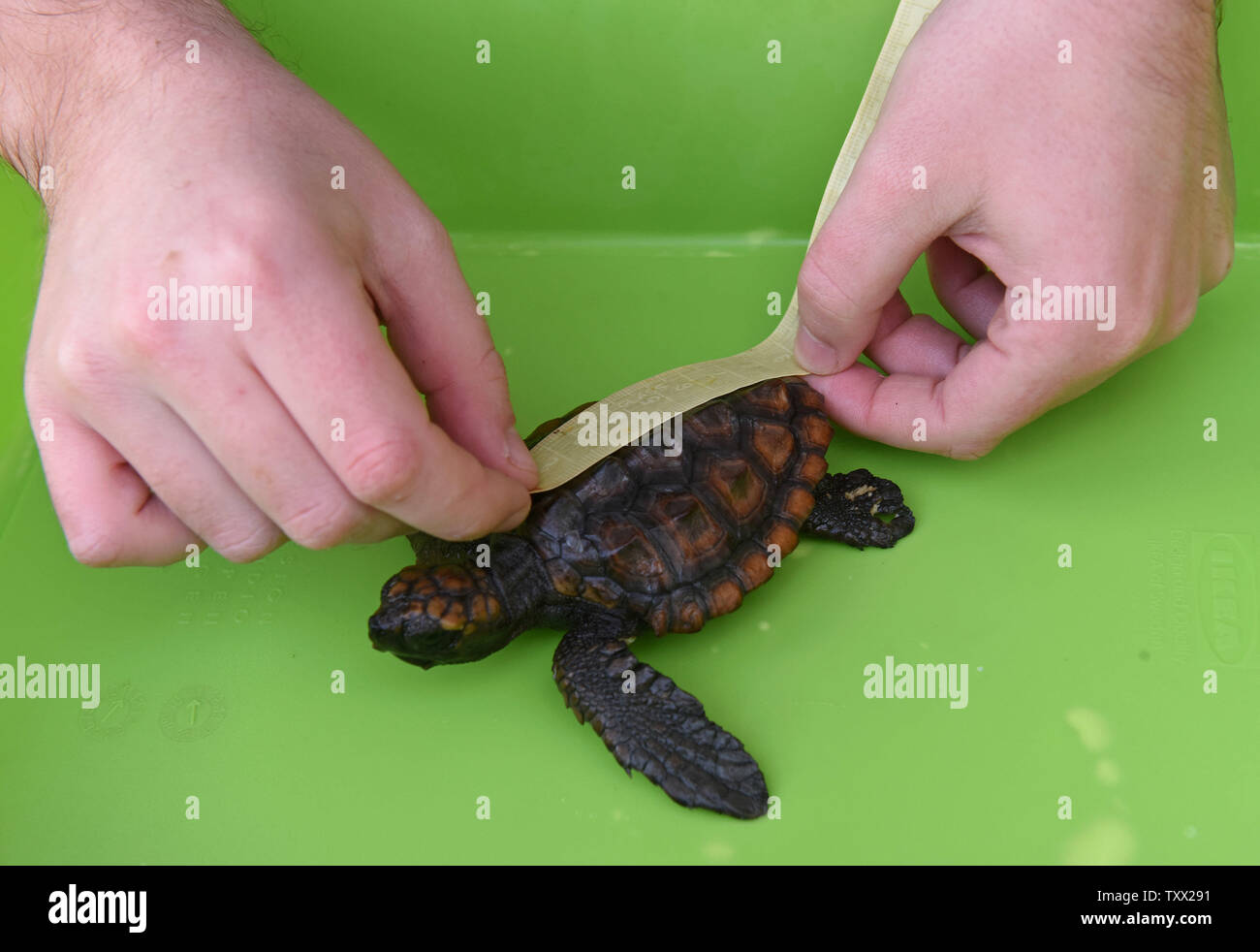 Un Trabajador Del Bebe Mide Una Tortuga De Mar Verde En El Centro De Rescate De Tortugas Marinas De Israel De La Autoridad Nacional Israeli Y Parques En Mikhmoret Israel De Un Trabajador Del Bebe Mide Una Tortuga De Mar Verde En El Centro De Rescate De Tortugas Marinas De Israel De La Autoridad Nacional Israeli Y Parques En Mikhmoret Israel De