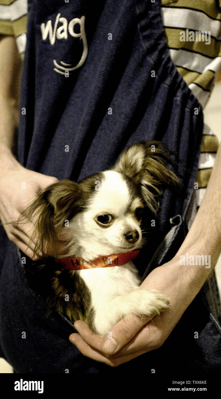 juegos de hoteles para perros