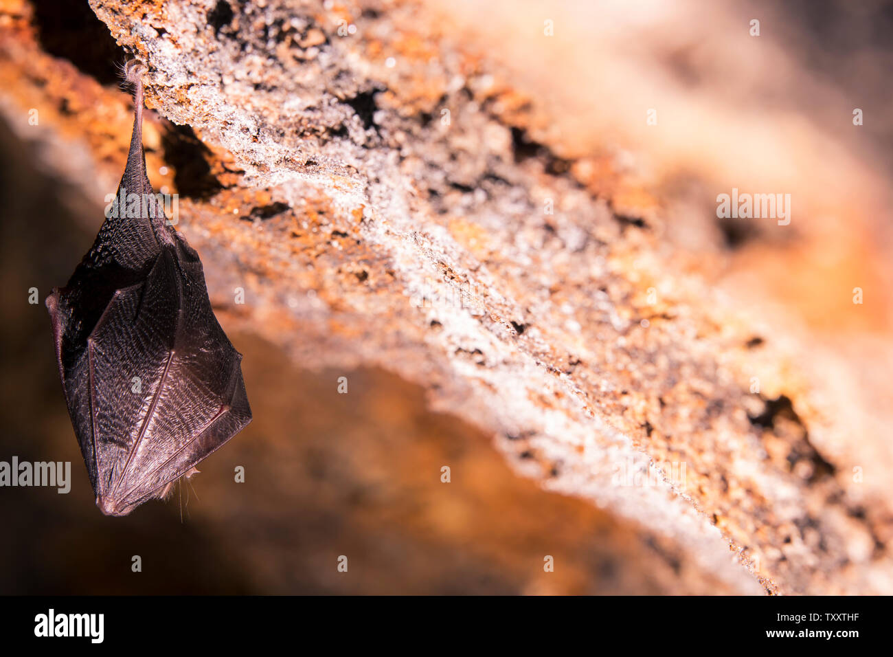 Cerrar pequeños dormir cubierto por las alas de murciélago de herradura, colgado boca abajo en la parte superior de la cueva natural de roca fría mientras hibernando. Fauna creativa Foto de stock