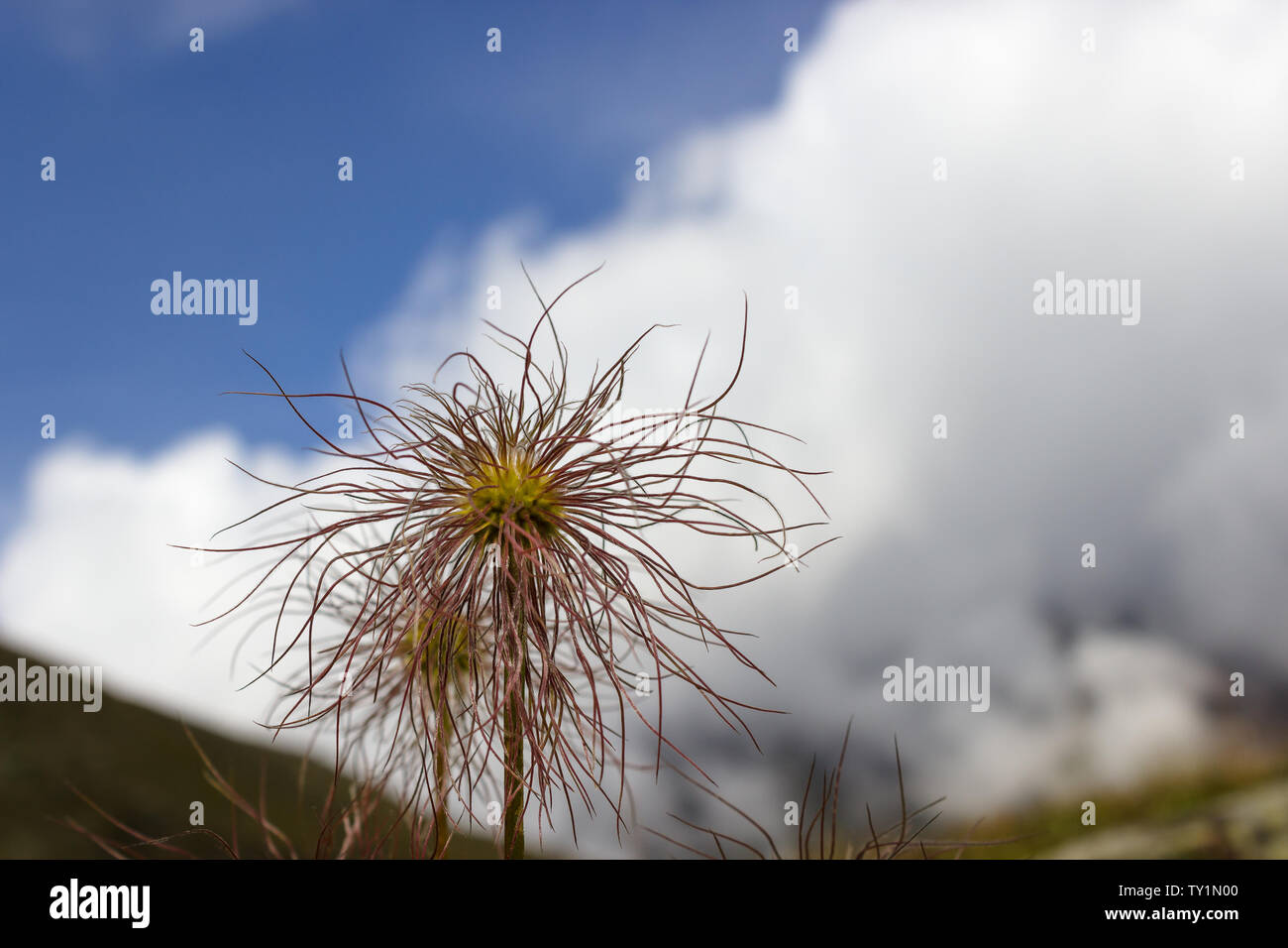 Flores silvestres alpinas. Cabeza de semilla de Pulsatilla alpina con borrosa cielo nublado como fondo, el Valle de Aosta, Italia. Foto de stock