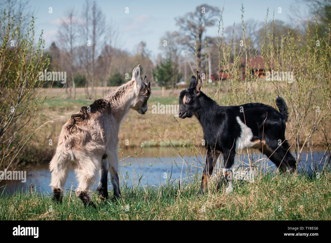 Dos jóvenes y cabritos juego de lucha cerca del cuerpo de agua en la pradera Foto de stock
