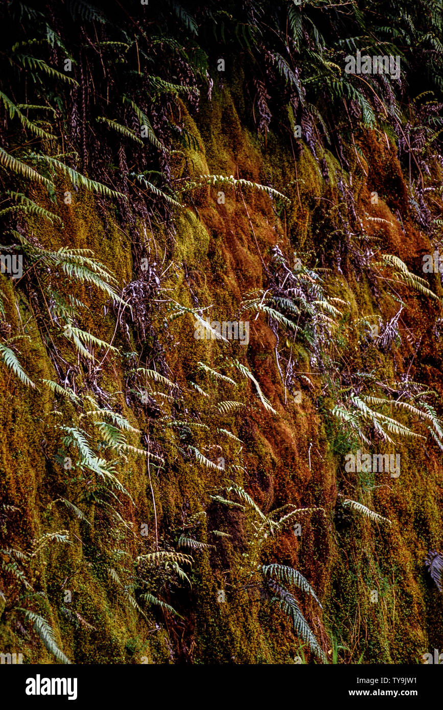 Nueva Zelanda, Isla Sur. Westland Tai Poutini National Park que contiene muchos elementos de la selva tropical templada. como helechos crecen en la cálida Foto de stock