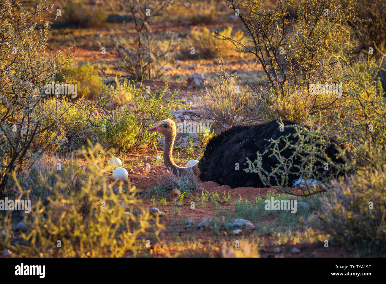 Protegiendo sus huevos de avestruz en el desierto de Kalahari de Namibia Foto de stock