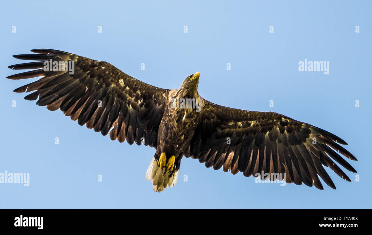 El águila de cola blanca único aislado volando en el cielo -- Delta del Danubio Rumania Foto de stock
