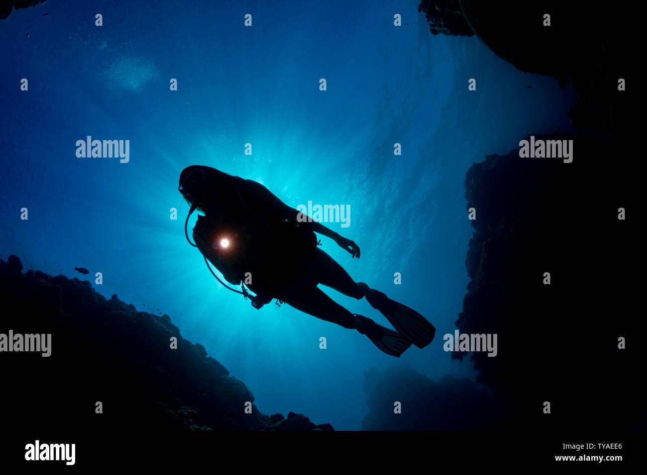 La silueta de un buzo (MR) delante del sol, desde abajo, mirando hacia la superficie, Yap, Micronesia. Foto de stock