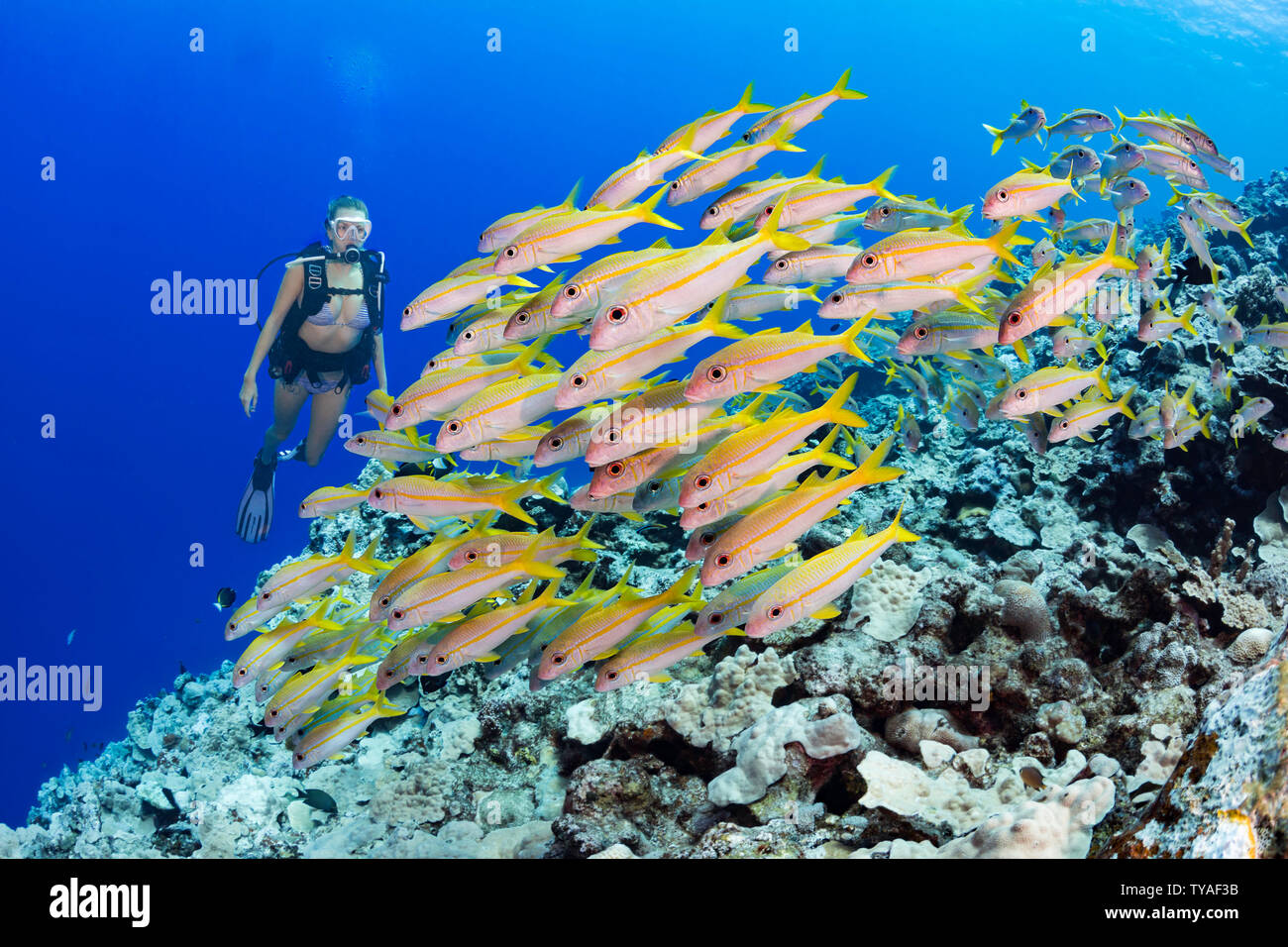 Diver (MR) y escolarización, salmonete, Mulloidichthys vanicolensis rabil, Yap, Micronesia. Foto de stock