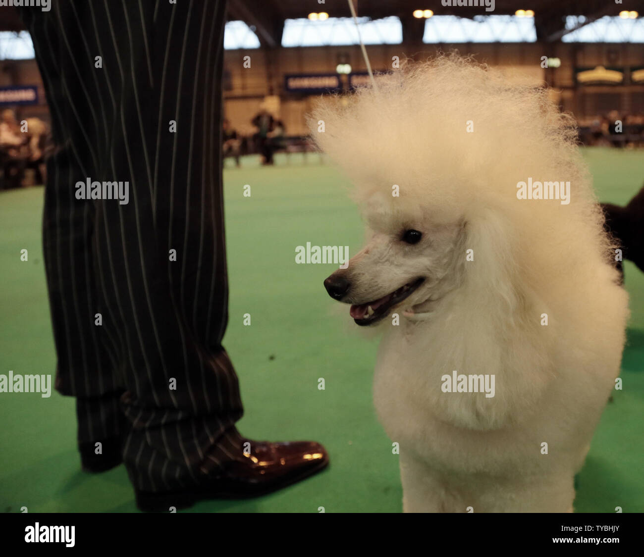 Un caniche aguarda juzgando en Crufts 2013, el perro más grande del mundo  show, en el NEC, Birmingham, el 8 de marzo de 2013. Alrededor de 28.000  perros vendrán a la reunión