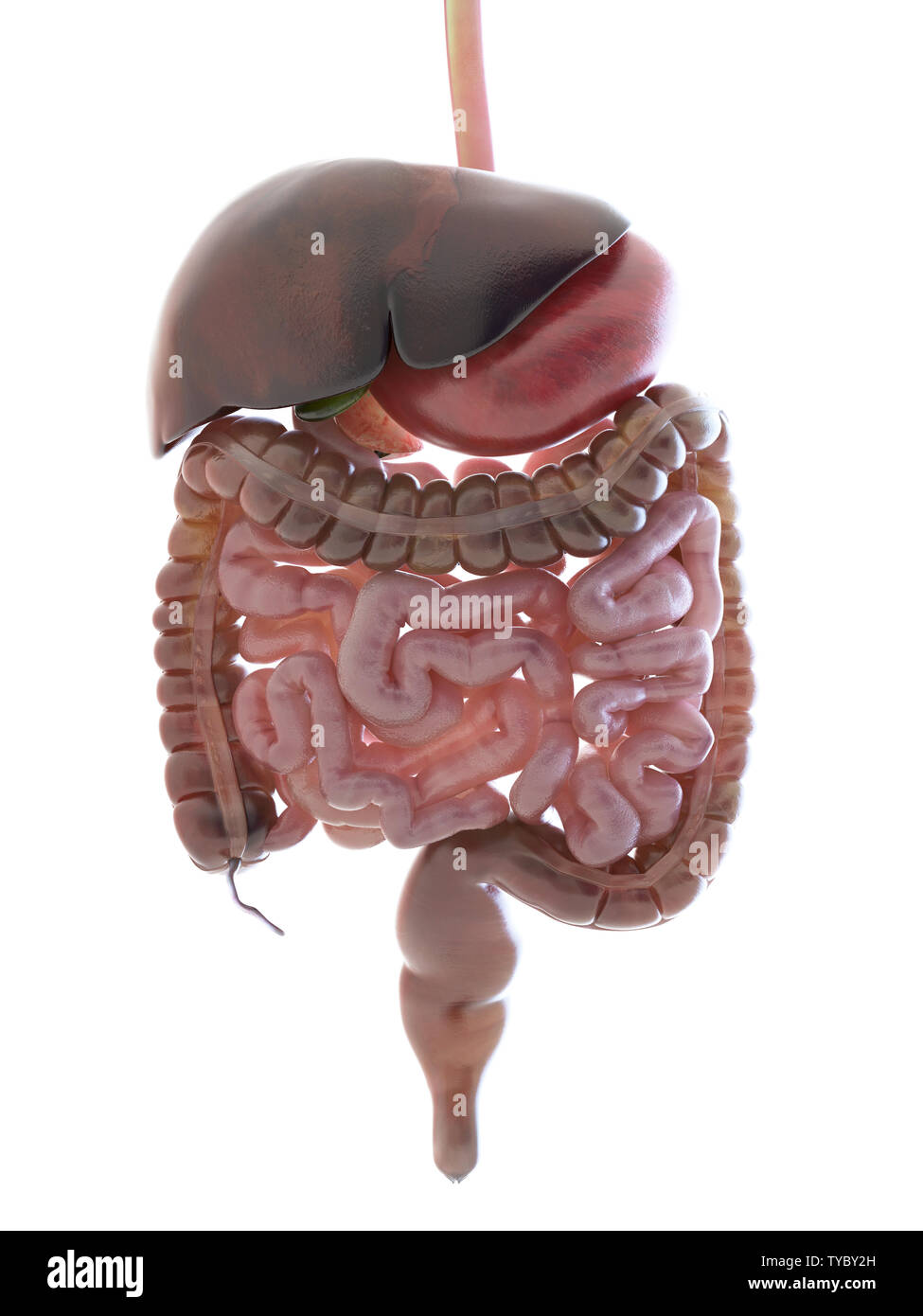 3D prestados ilustración médica precisa del sistema digestivo Foto de stock