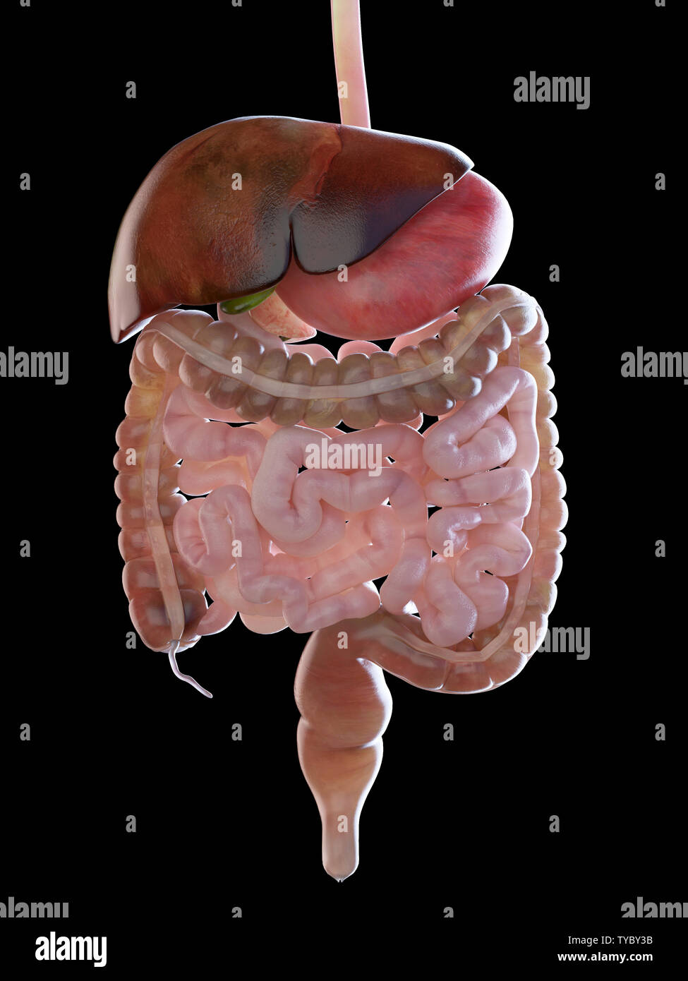3D prestados ilustración médica precisa del sistema digestivo Foto de stock