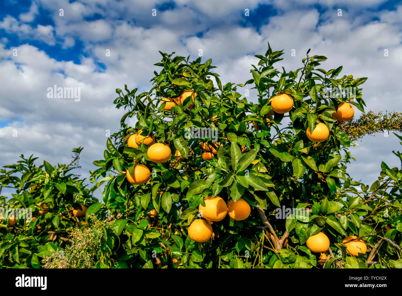 Orangenanbau, Zypern Foto de stock