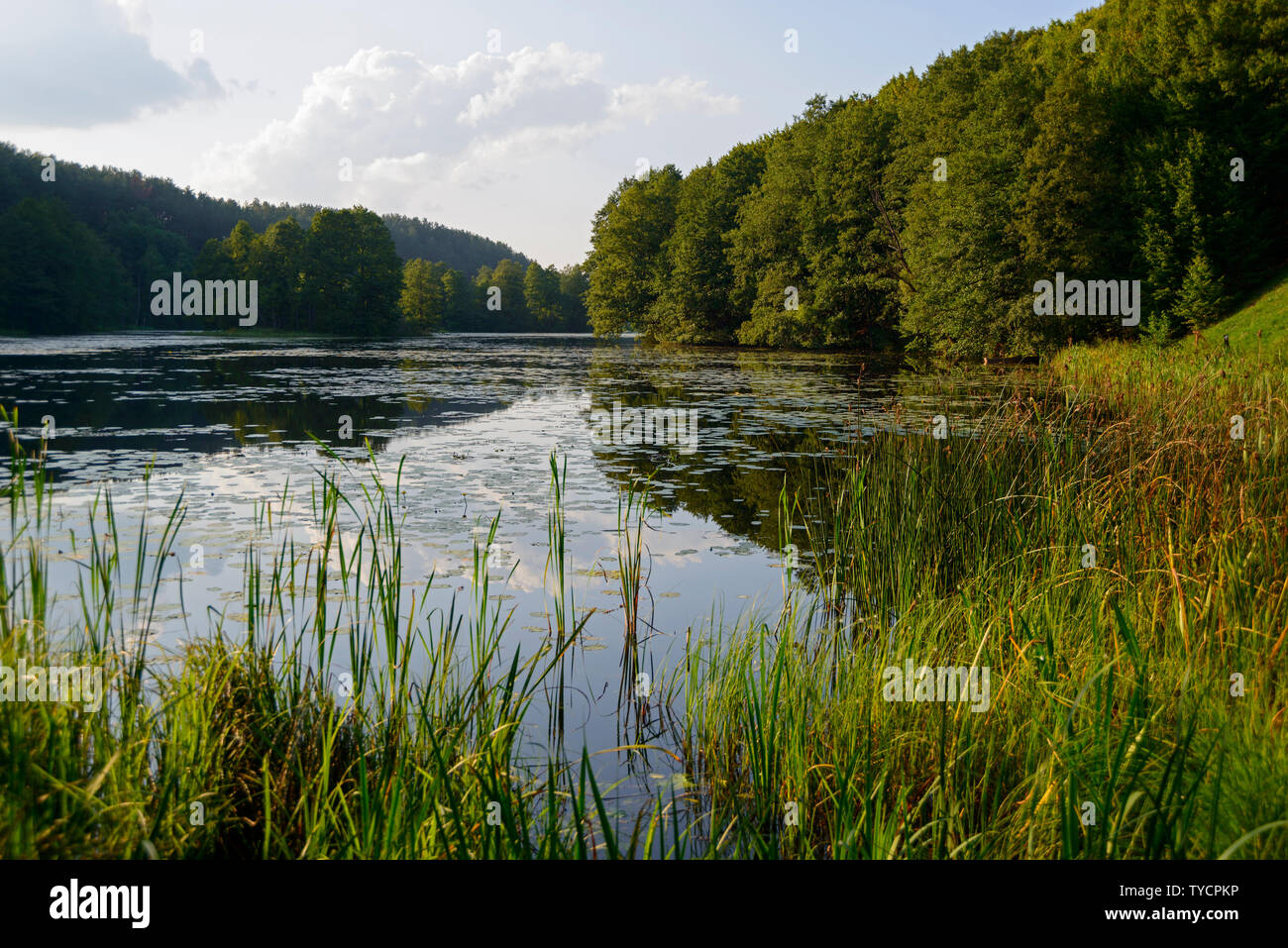 Cerca del lago, el parque paisajístico de Rutka, Podlasie Suwalki, Polonia Foto de stock