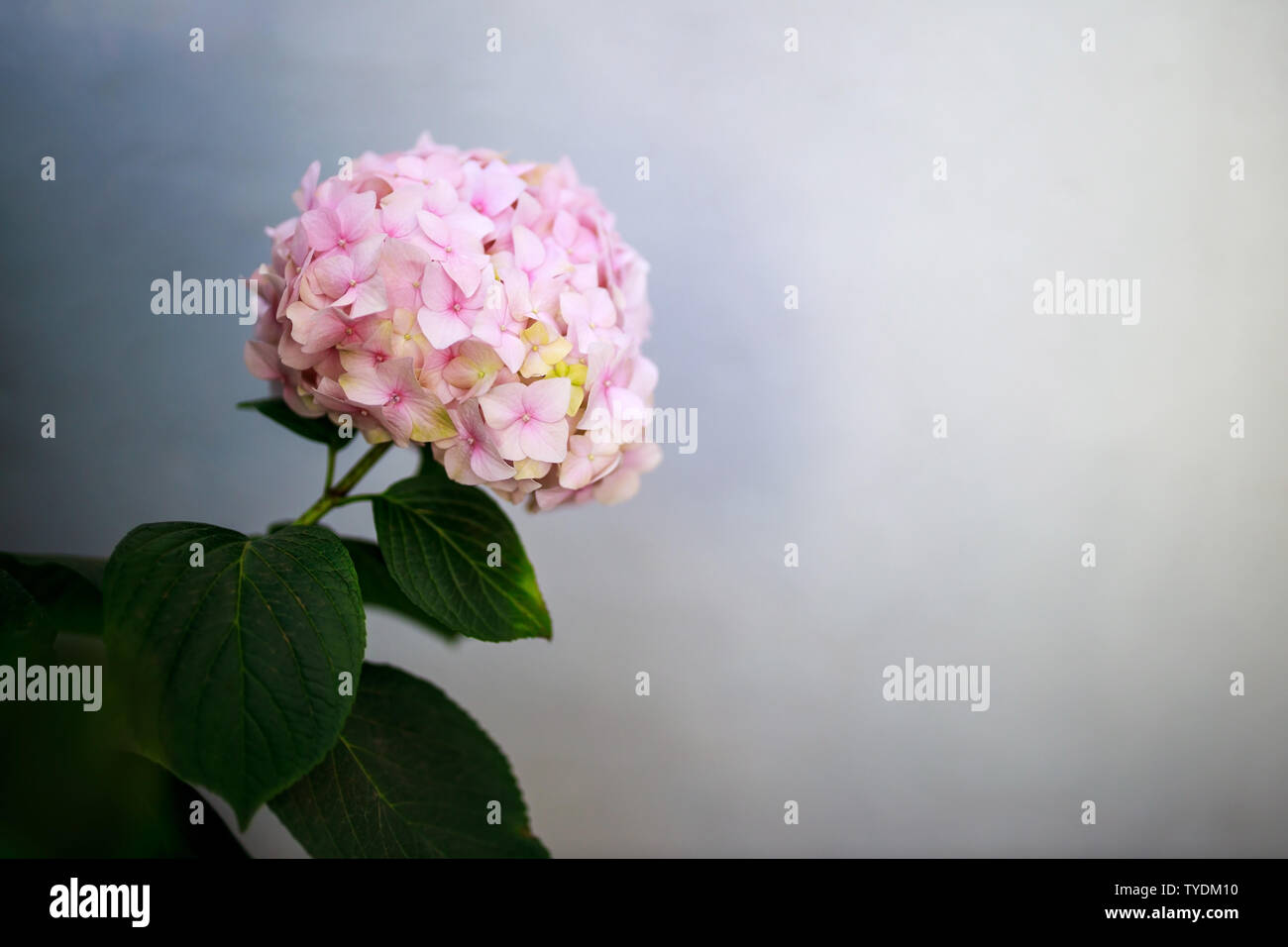 Primer plano de un rosa Hortensia Flor contra un fondo gris azulado Foto de stock