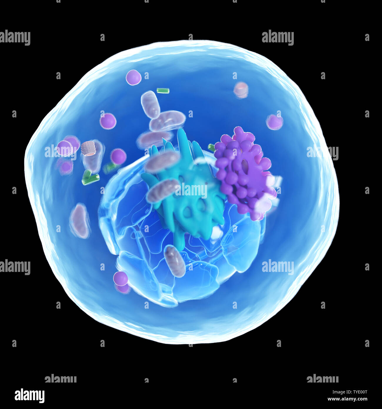 Ilustración 3d de una célula humana Foto de stock